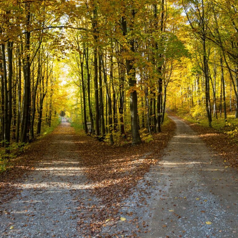 a fork in a trail in a forest